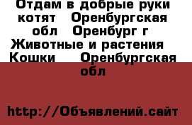 Отдам в добрые руки котят - Оренбургская обл., Оренбург г. Животные и растения » Кошки   . Оренбургская обл.